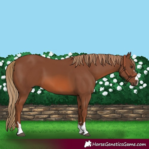Horse Color:Chestnut 