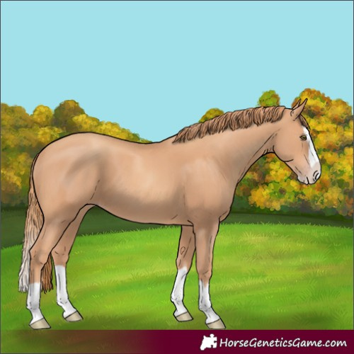 Horse Color:Gold Champagne Splash 