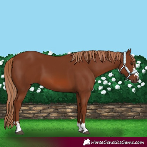 Horse Color:Chestnut 