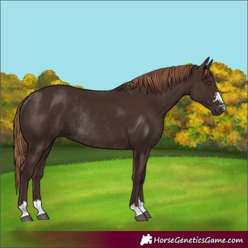 Horse Color:Liver Chestnut Rabicano 