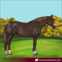 Horse Color:Liver Chestnut Rabicano