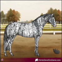 Horse Color:Black  and White Spotted Black 