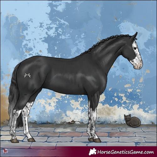 Horse Color:Black and Black Splash