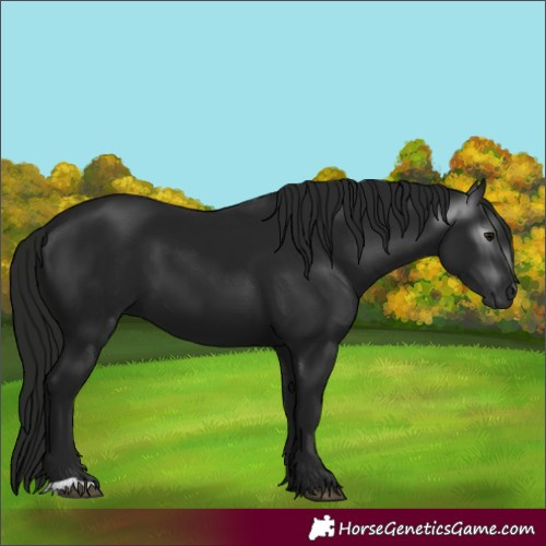 Horse Color:Gray Black 