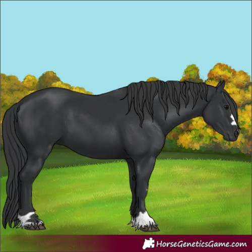 Horse Color:Black 