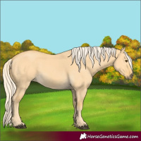 Horse Color:Palomino Dun
