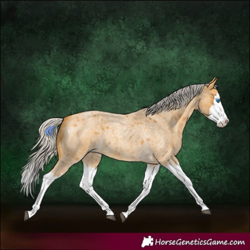 Horse Color:Silver Buckskin Roan Splash 