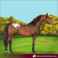 Horse Color:Bay Appaloosa