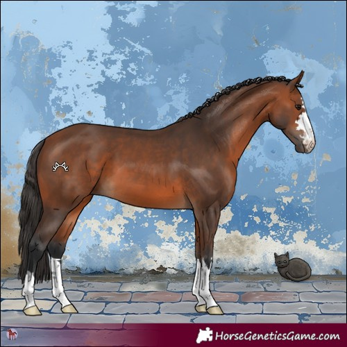 Horse Color:Bay 