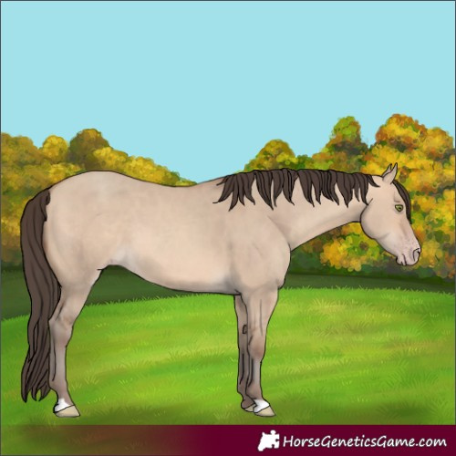 Horse Color:Amber Champagne Dun 