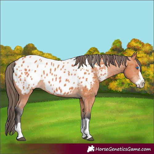 Horse Color:Bay Splash Appaloosa 