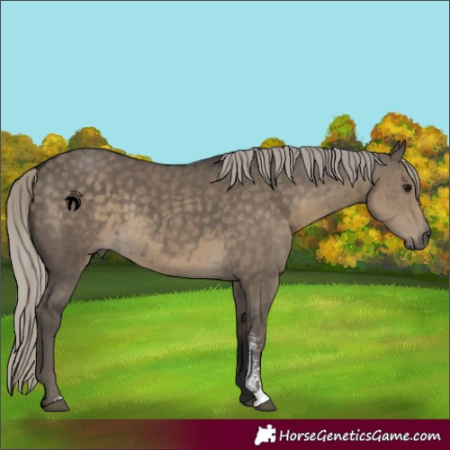 Horse Color:Silver Smoky Grullo Sabino 