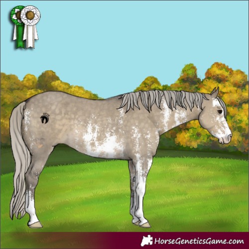 Horse Color:Silver Smoky Grullo Sabino 