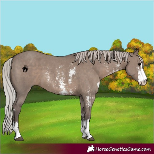 Horse Color:Silver Grullo Sabino 