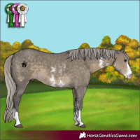 Horse Color:Silver Smoky Grullo Sabino 