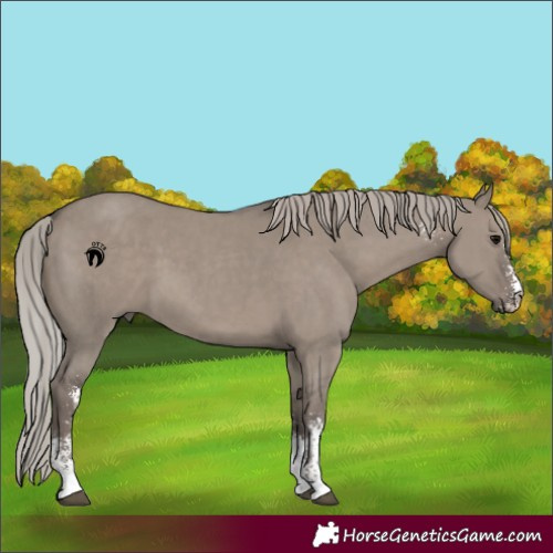 Horse Color:Silver Grullo Sabino 