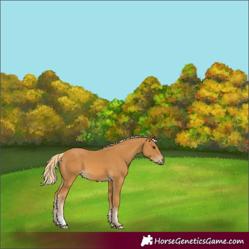 Horse Color:Palomino 