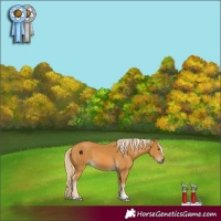 Horse Color:Palomino