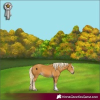Horse Color:Palomino