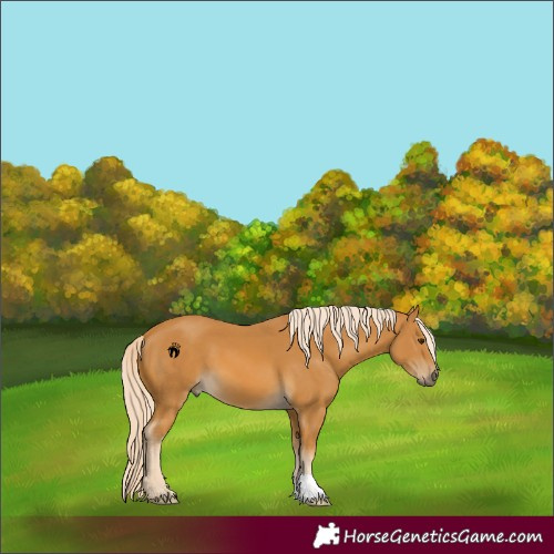 Horse Color:Palomino 