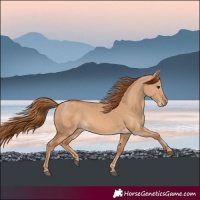 Horse Color:Red Dun