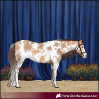 Horse Color:White Spotted Amber Champagne 
