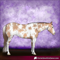 Horse Color:White Spotted Amber Champagne 
