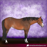 Horse Color:Bay Rabicano 
