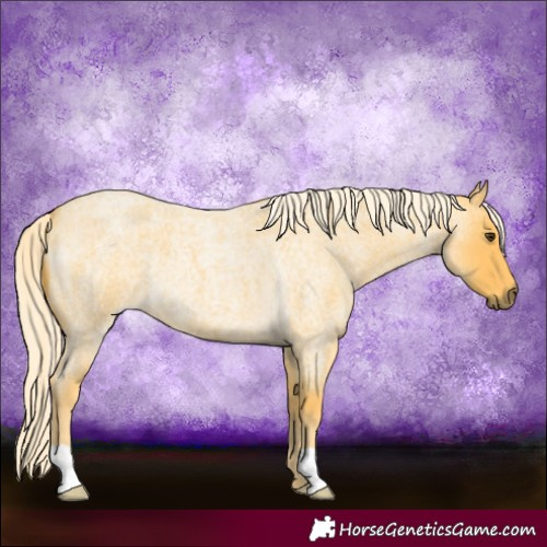 Horse Color:Palomino Roan 