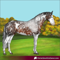 Horse Color:White Spotted Brown Splash Appaloosa 