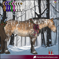 Horse Color:White Spotted Grullo Appaloosa  and White Spotted Buckskin 