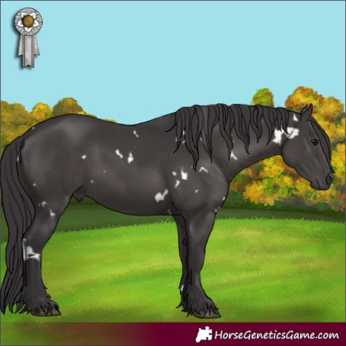 Horse Color:White Spotted Smoky Black 