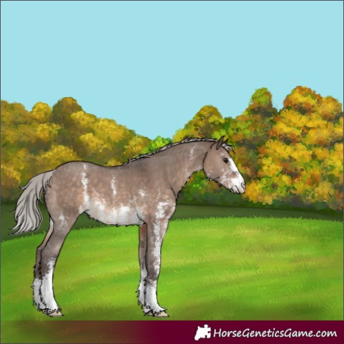 Horse Color:Silver Brown Dun Sabino 