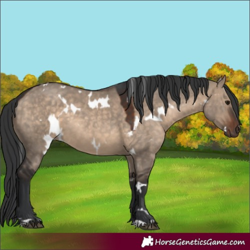Horse Color:White Spotted Brown Dun 