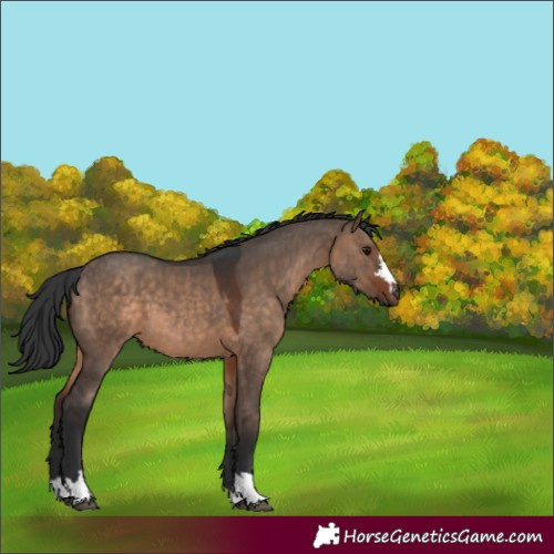Horse Color:Brown Dun 