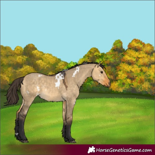 Horse Color:White Spotted Buckskin Dun 