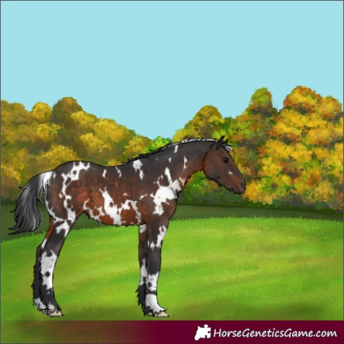 Horse Color:White Spotted Brown 
