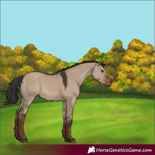 Horse Color:Liver Red Dun 