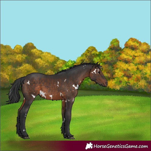 Horse Color:White Spotted Brown 