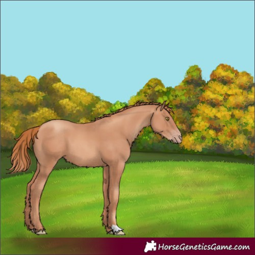 Horse Color:Gold Champagne 