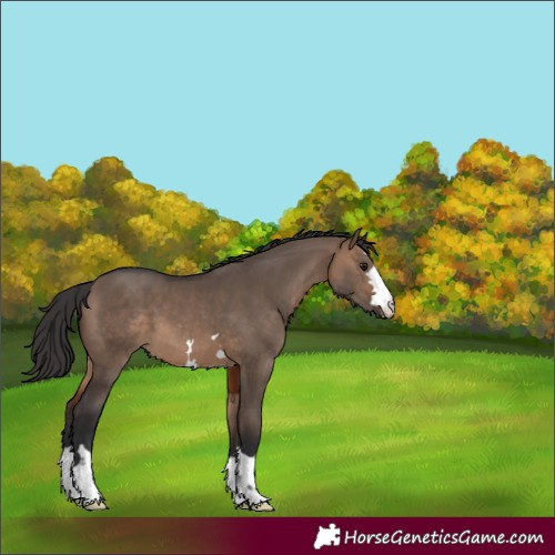 Horse Color:Brown Dun 