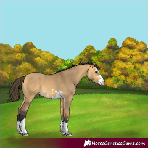 Horse Color:Buckskin Dun 
