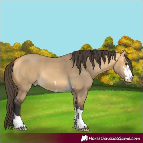 Horse Color:Buckskin Dun 