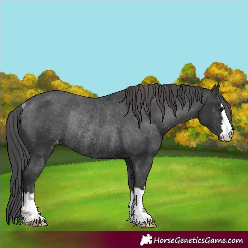 Horse Color:Black Appaloosa Rabicano 