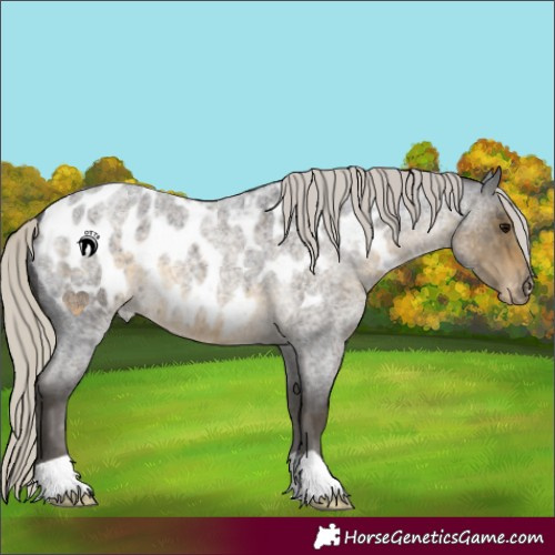 Horse Color:Silver Smoky Blue Roan Appaloosa 