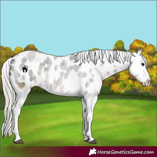 Horse Color:Silver Smoky Blue Roan Appaloosa 