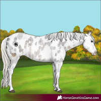 Horse Color:Silver Smoky Blue Roan Appaloosa 