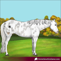 Horse Color:Silver Smoky Blue Roan Appaloosa 