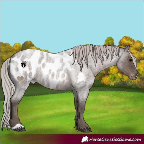 Horse Color:Silver Blue Roan Appaloosa 