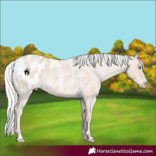 Horse Color:Silver Smoky Creme Roan Appaloosa 